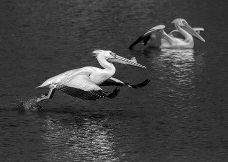 White Pelican Liftoff