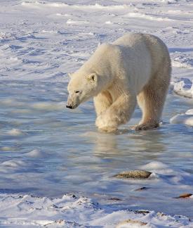 Across Blue Ice