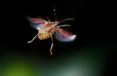 Flying stink bugs