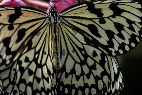 White spotted butterfly