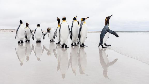 Pinguinos reflejados