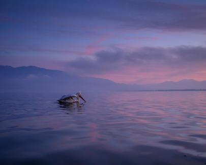 Pelican at Dawn