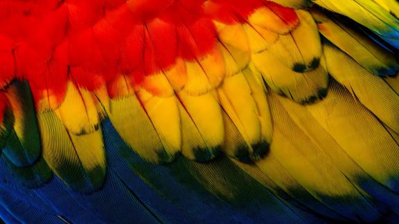 Parrot Feathers