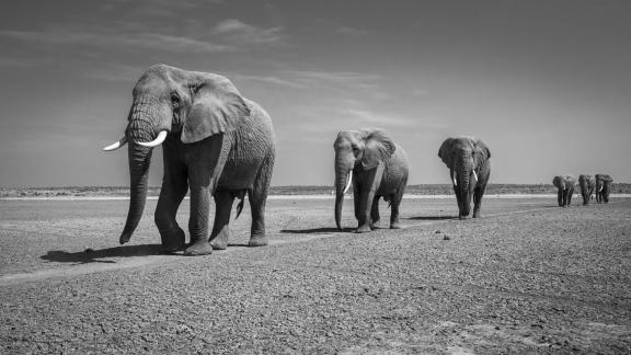 Herd on dry lake