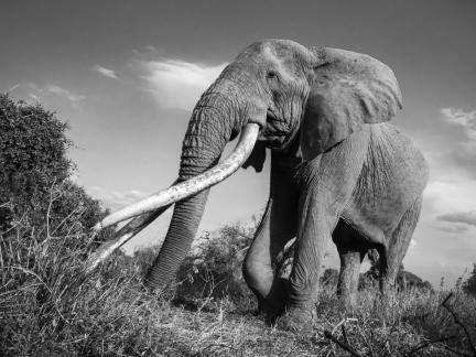 Huge Tusker