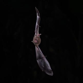 Bat in Flight