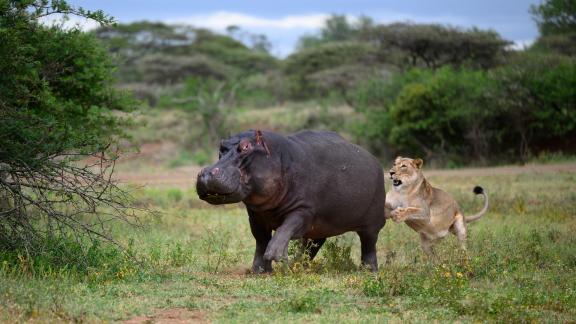 Lion attacking Hippo