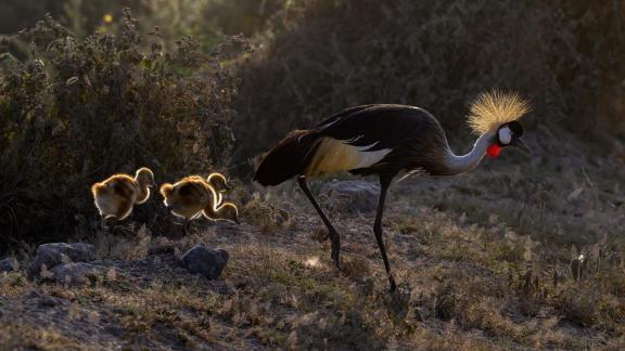 Crowned Crane with chicks