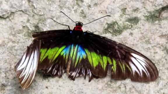 Female Rajah Brooke Birdwing