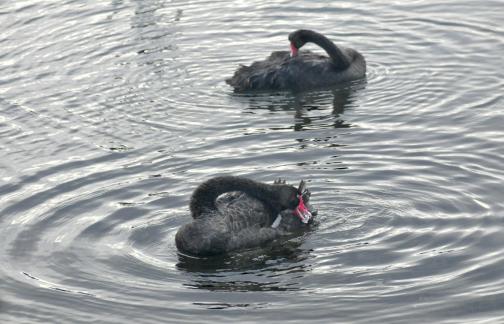 Two black swans