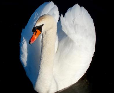 White Wings 3