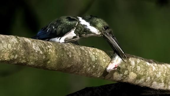  Tenderizing His Meal