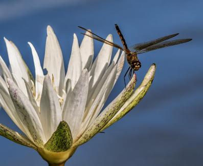 Dragon Fly On Water Lilly