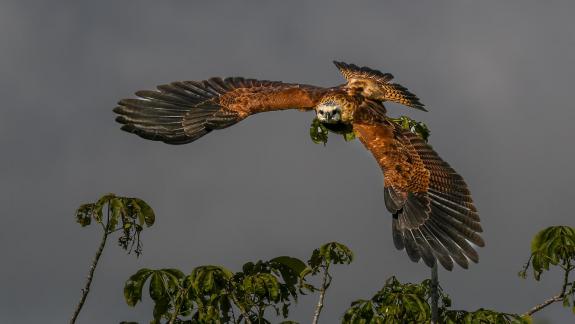 Black Collared Hawk Leaving Perch