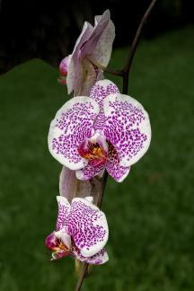 Double Orchid