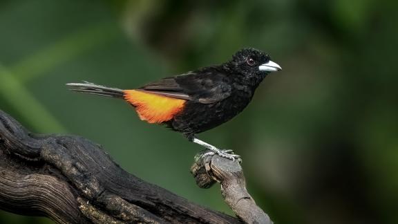 Scarlet-Rump Tanager