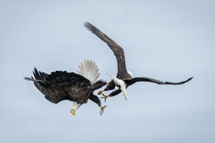 Bald Eagles Fighting 10