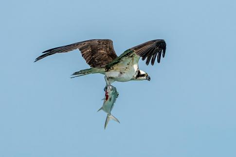 Osprey Bringing Home Fish 31