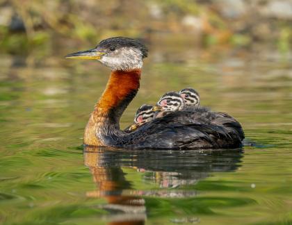 Red-necked grebe Baby 26