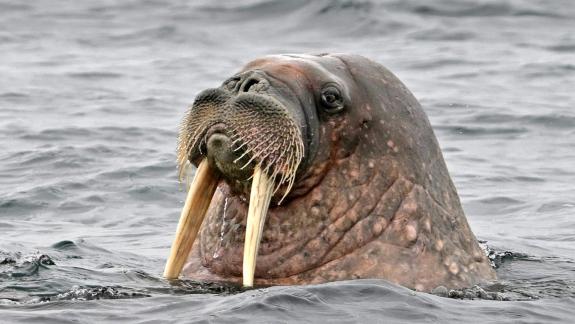 Arctic walrus 5