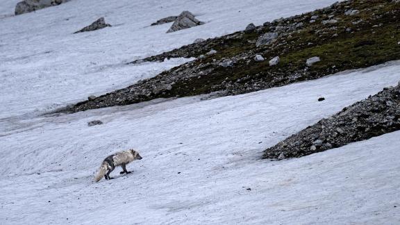 Walking along the Arctic