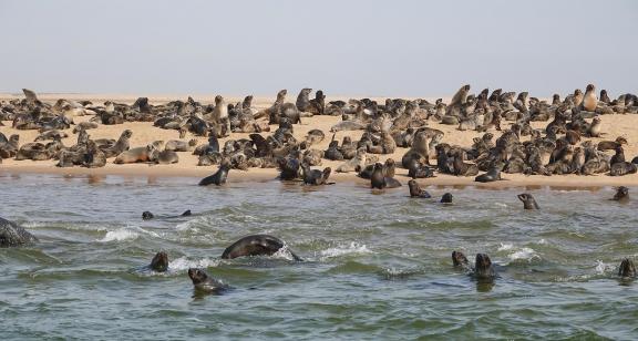 Cape seals_17