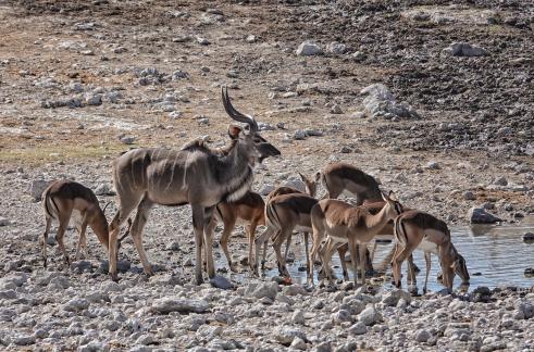 Kudu drinking_2