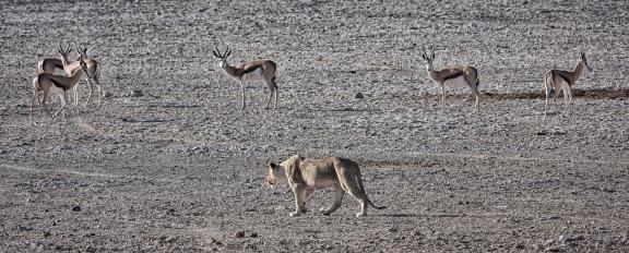 Lioness on hunt