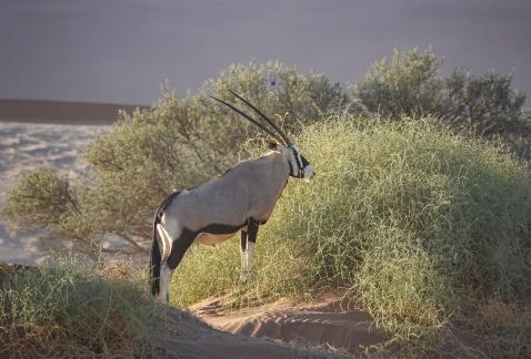 Oryx in desert_2