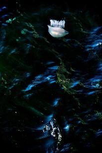 Jellyfish20246