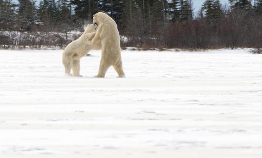 White bears9