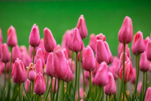 Pink color tulip