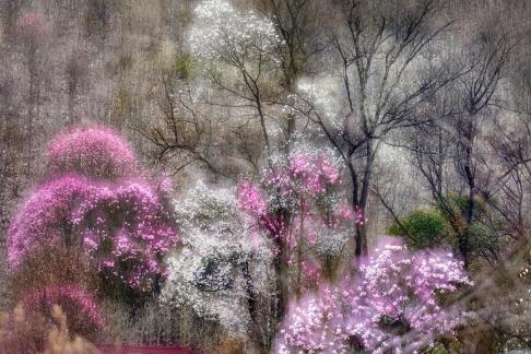 Xinyi flowers