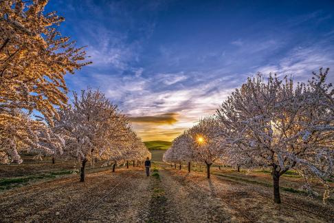 Entre almendros