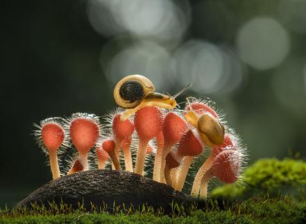 Mushroom and snails