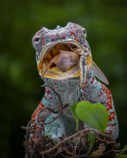 Phanter Chameleon dua