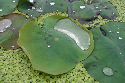 Dripping water droplets10