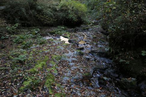 Moss stains and fallen leaves 2