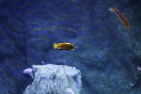 African prince fish 1