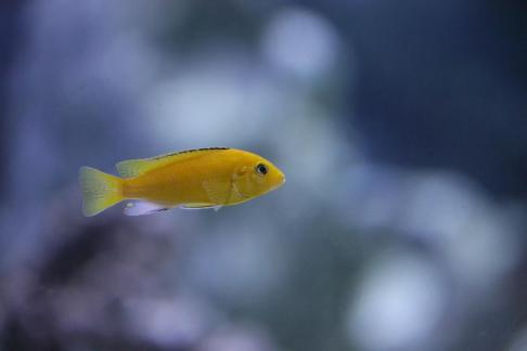 African prince fish 2