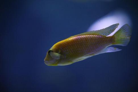 African prince fish 3