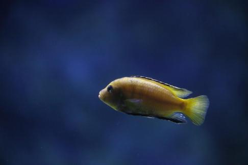 African prince fish 4