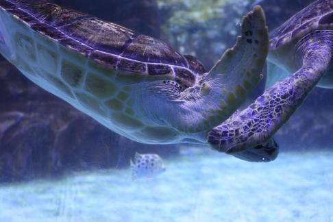 sea turtle 5