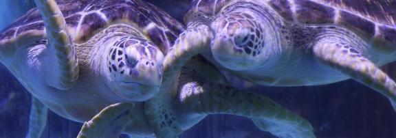 sea turtle 6