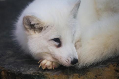 White Fox 5