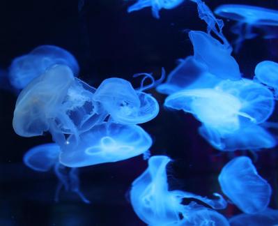 jellyfish 1