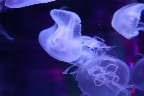 jellyfish 3