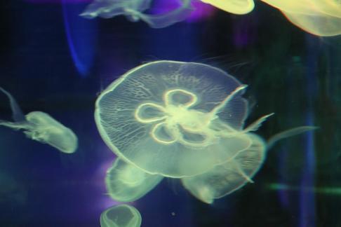 jellyfish 4