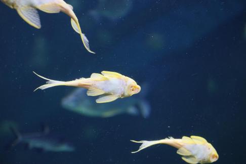 Yellow scavenger fish 13