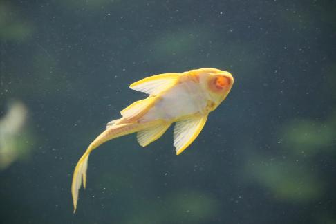 Yellow scavenger fish 15